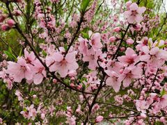 -南汇桃花村