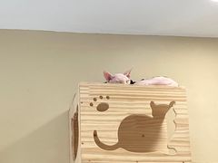 -猫力发电所·宠物专门店