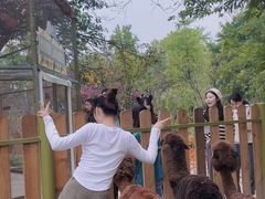-成都欢乐谷