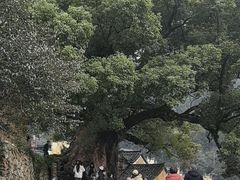 -杨家堂村