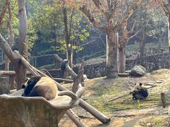 -都江堰中华大熊猫苑