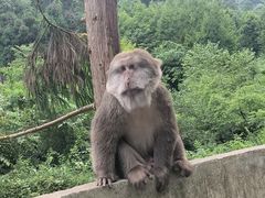 -西岭雪山大飞水景区