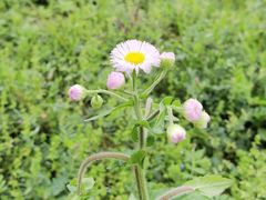 -蜀冈西峰生态公园