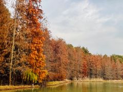 -上海海湾国家森林公园