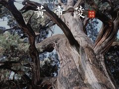 -黄帝陵