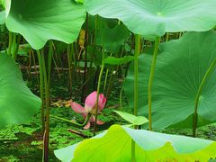 -东郊湿地公园