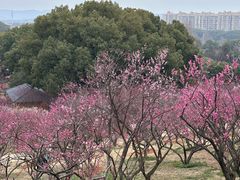 -无锡梅园公园