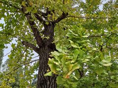 -老福庆和特色粉面馆(单洞三路店)