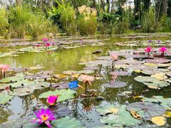 -中国科学院西双版纳热带植物园
