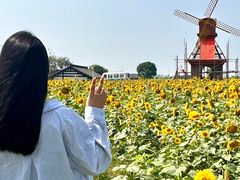 -杭州湾海上花田景区