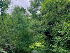 -南宁良凤江国家森林公园