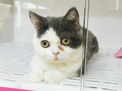 -lincat·猫舍(广州店)