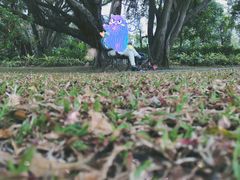 -福田红树林生态公园