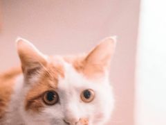 -平行世界·猫咖(首经贸店)