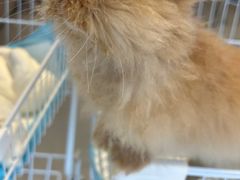 -怪兽屋·羊驼·猫咖·狗咖(俊华广场店)