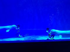 -芜湖新华联大白鲸海洋公园