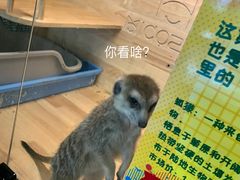 -平行世界·猫咖(首经贸店)
