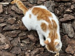 -龙华素斋(龙华路店)