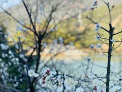 -原乡芦茨咖啡