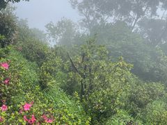 -梧桐山风景名胜区