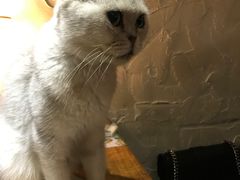 -豆老板的猫咖啡(碑林博物馆店)