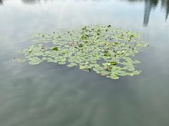 -荔枝公园(福田区)