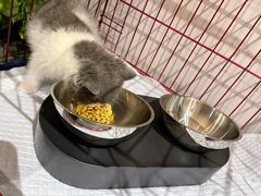 -爱派特动物医院·全科诊疗中心