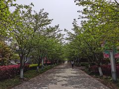 -高东镇樱花园