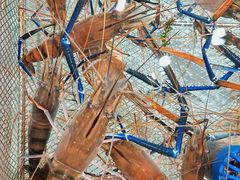 -万龙洲海鲜(大兴绿地缤纷城店)