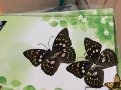 -上海昆虫博物馆