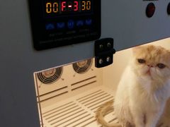 -十年猫舍·猫咪专门店(普陀店)