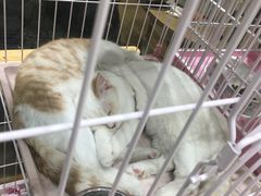 -藏猫猫咖啡主题馆(中央大道店)