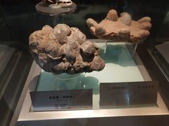 -河南自然博物馆