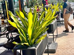 -星巴克(三亚海棠湾国际免税城店)