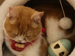 -Let's go狗咖·猫咖·奶狗·桌游(春熙路IFS店)