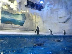 -华夏文旅海洋公园