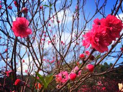 -南国桃园旅游度假区