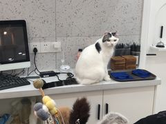 -喵园·猫主题咖啡厅·撸猫·猫咖(国贸店)