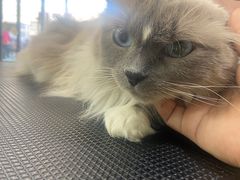-中农大我爱我爱动物医院·核磁CT·猫病·24小时夜诊中心(石佛营店)
