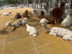 -新疆天山野生动物园