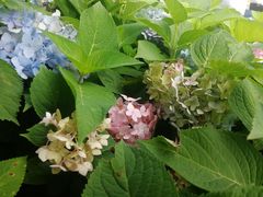 -大洋晶典(东街店)