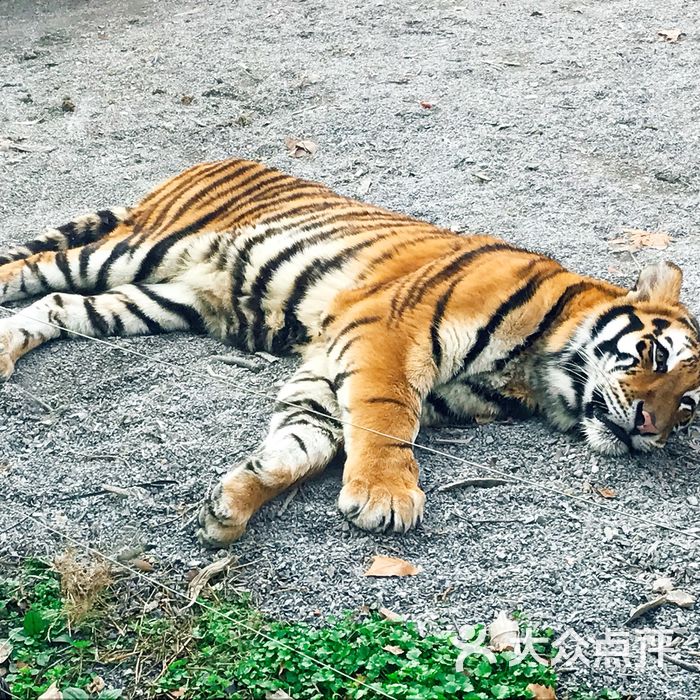 愛圖圖嗎 愛圖圖