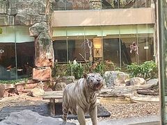 -白虎自助餐厅·真老虎·景观自助餐厅(广州长隆酒店)
