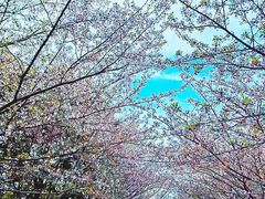 -高东镇樱花园
