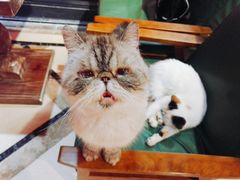 -猫色咖啡·猫咖