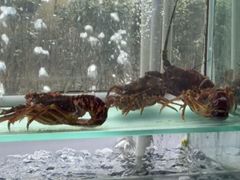 -金沙滩海鲜餐厅·海肠捞饭·手工水饺·无预制菜(梅江龙水园店)