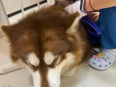 -御宝贝24h宠物医院·转诊中心·CT核磁血透中心(厦门总院)