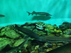 -太平洋海底世界