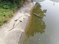 -广州长隆飞鸟乐园