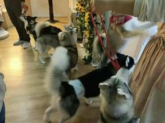-Husky Go! 哈士奇体验馆·宠物咖啡厅狗咖